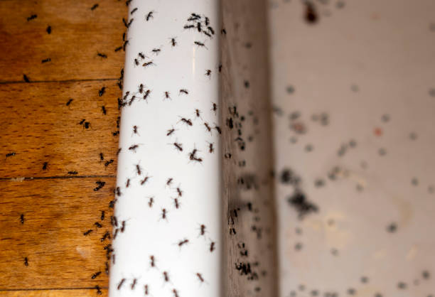 Best Affordable Pest Control Services  in Pleasanton, CA